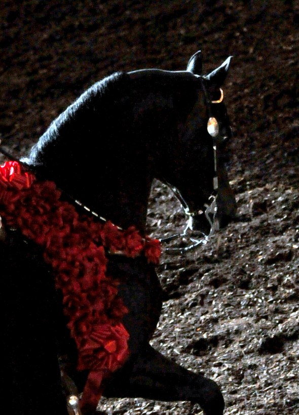 Privilege 2014 Victory pass WC